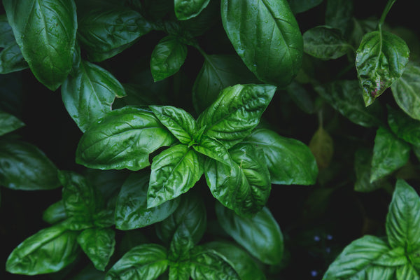 Tulsi